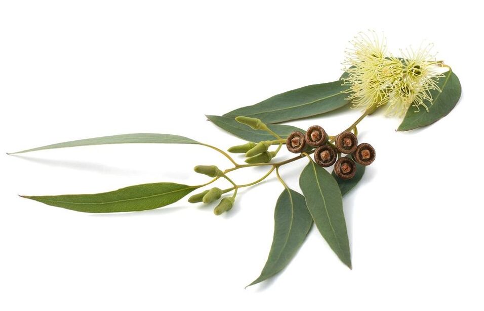 HondroFrost enthält Eukalyptus nobular